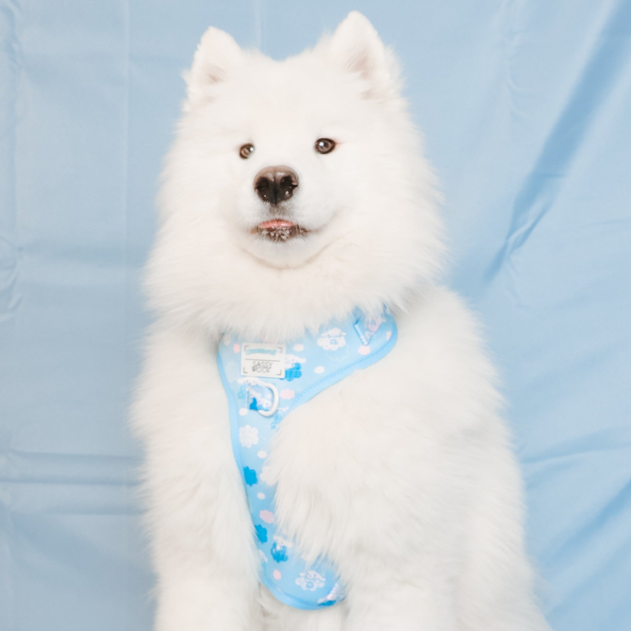 Cinnamoroll x Sassy Woof Adjustable Dog Harness (Clouds) - Image 4
