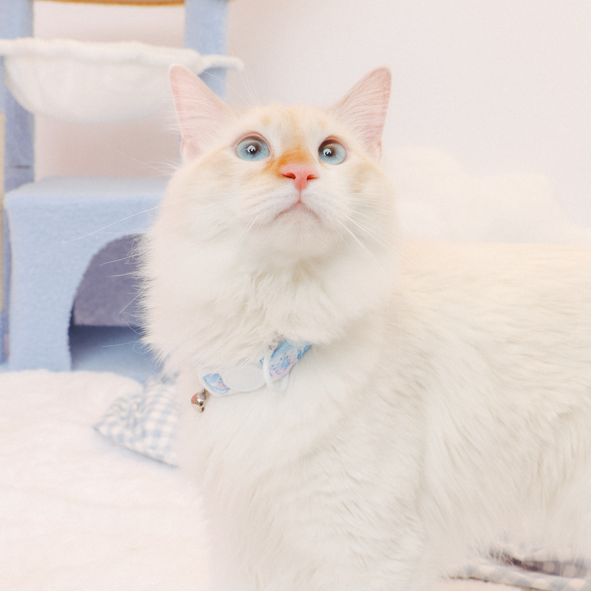 Cinnamoroll x Sassy Woof Cat Collar (Clouds) - Image 2